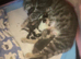 Beautiful x3 kittens for sale
