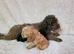 ️ Beautiful Cavapoo Puppies Looking for Their Forever Homes ️