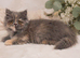 Rare Blue Calico Munchkin Minuet Girl – Tiny Rughugger Legs