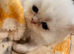 Stunning pure bred Persian kittens