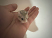 5 Russian dwarf hamster