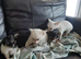 Puppies