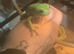 Two white tree frogs with teriarium