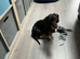 Standard Wirehaired Dachshund for sale