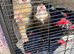 Two Male Ferrets
