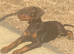 Doberman girl last one left she’s a stunner