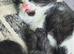 Black and white female kitten