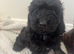 F1 cockapoo puppys