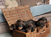 KC Registered Wire-Haired Dachshund (Teckel) Puppies