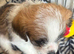 Jug is ups for sale 2 female