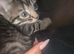 5 beautiful kittens available now