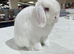 Beautiful Red Eyed White Mini Lop male