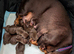 Two gorgeous puppy girls available