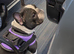 French bulldog puppies