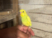 Baby budgies for sale  &pound;40 each collection mk404nn