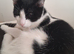 2 6month old kittens female sister