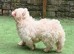 Pink Merle Floodle for stud