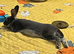 Mini Rex buck 27 week old - Roger
