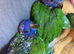 Hand-Reared Rainbow Lorikeets
