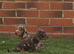 Dachshund puppies