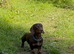 Chocolate miniature dachshund