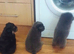 F1 Frenchchows (Frenchie x chow)