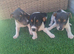 Blue tri jack russell puppies