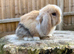 Mini lop doe