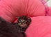 Pedigree Maine Coon x Ragdoll x Ready 30th October