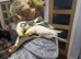 Hand reared silly tame cockatiels
