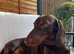 KC reg. Chocolate and tan standard smooth haired dachshund