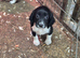 Springer Spaniel Puppies