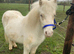 Perfect therapy/show/children's pony