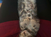 8 week old male tabby kitten