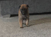 Belgian Malinois pups ready to go 17th July