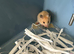 Syrian Hamster Baby’s - Ready Now