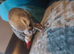 African grey parrot