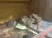 Jumbo Coturnix Quails