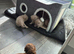 4 lilac and 2 light blue kittens