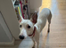 8 months old whippet boy for sale