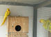3 pairs of ringnecks