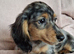 Gorgeous longhaired miniature dachshund - silver dapple boys