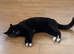 Black Kitten