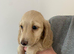 Cream Dachshund Puppy