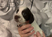 5 beautiful cocker spaniel puppies