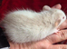 Baby Dumbo Rats