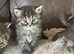 4 Stunning Kittens