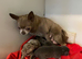 Lilac and blue chihuahua puppies