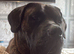 Male Presa Canario for sale