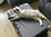 Ragdoll Female Kitten Blue Eyes